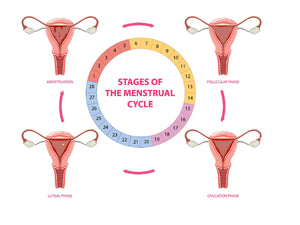 Phases of Menstrual Cycle and Ovulation.